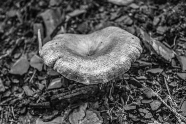 siyah ve beyaz arkaplan