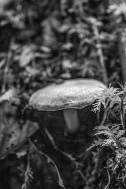 Sonbahar ormanındaki mantarlar