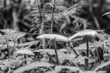 güzel genç bitkilerin siyah beyaz fotoğrafı