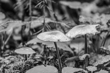 sonbahar ormandaki beyaz mantar