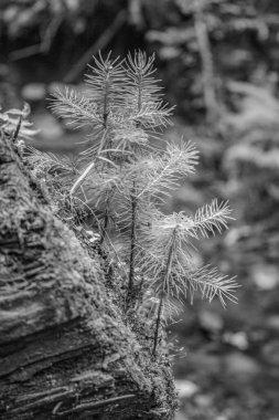 Beyaz arkaplanı olan çam ağacı dalları