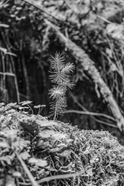 Ormanın güzel manzarası