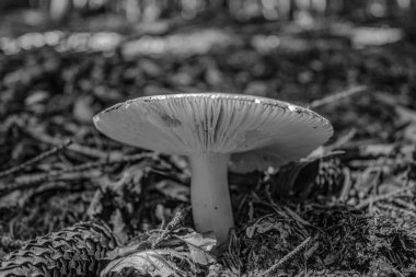 Ormanda siyah beyaz mantar