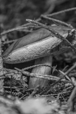 Ormandaki bir ağaç gövdesinde açılmamış bir mantarın dikey görüntüsü.