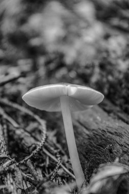 Çimlerin üzerinde siyah beyaz mantar