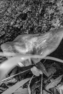 Doğadaki küçük kertenkele