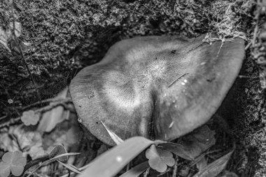 Ormandaki bir mantarın yakın plan çekimi.