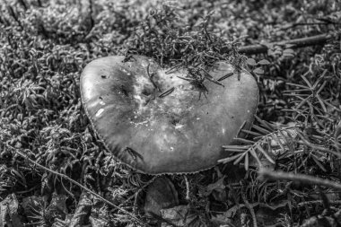 Bir mantarın siyah beyaz arkaplanı