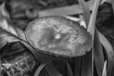 Siyah ve beyaz mantarları kapatın.