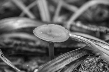 Ormanda büyüyen mantar.