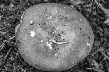 Taze ve olgun patateslerin dikey görüntüsü.