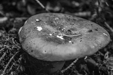 Ormanda mantar mantarı