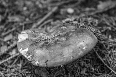 Orman zemininde bir mantarın siyah beyaz fotoğrafı