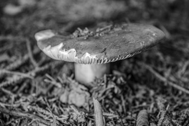 Ormandaki mantarlar, doğal bitki örtüsü ve yapraklar