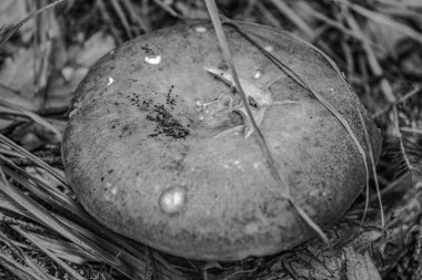 Siyah ve beyaz mantarların dikey yakın çekimi.