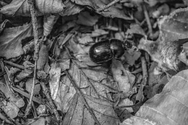 Ormandaki genç bir böceğin siyah beyaz fotoğrafı.