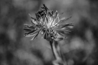 siyah ve beyaz çiçek