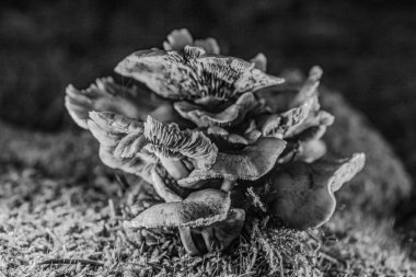 Ormandaki mantarın yakınına..