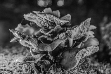 Güzel botanik fotoğrafı, doğal duvar kağıdı.