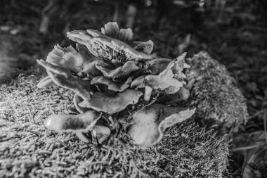 ormanda sonbaharda mantar