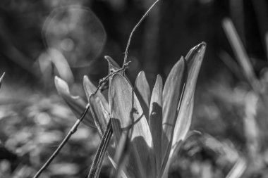 doğadaki siyah beyaz çiçek