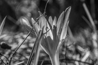 Güzel bahar Çiçek bahçesinde