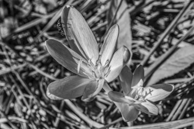 Bahçedeki beyaz zambak.