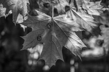 Parkta sonbahar yaprakları