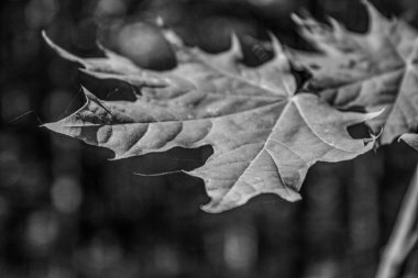 bir ağacın siyah beyaz arkaplanı