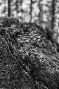 Arka planda bulanık bir ağaç kütüğünün yakın plan görüntüsü.