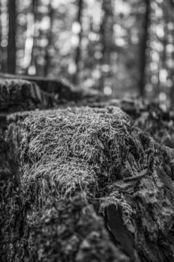 Ormandaki bir ağacın dikey görüntüsü.