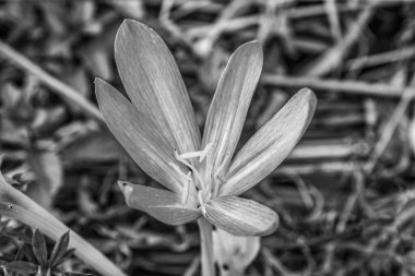 Ormandaki güzel beyaz çiçek