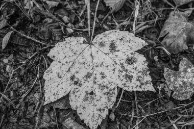 Siyah ve beyaz renkli kuru yaprak