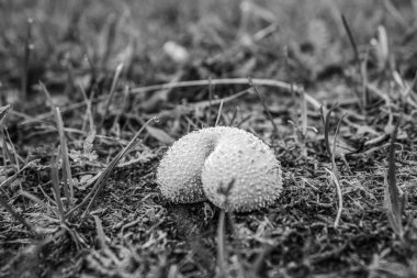 Çimenli bir tarlada mantarın yakın çekimi.