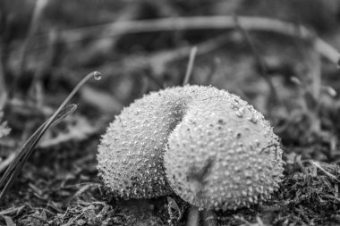 Ormandaki vahşi bir mantarın yakın çekimi..