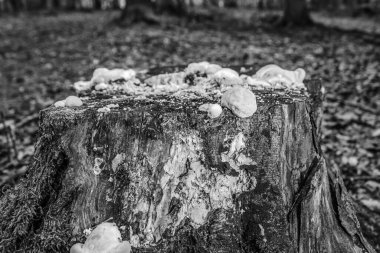 Ormandaki yaşlı kütük, siyah beyaz