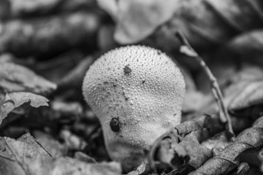 Sonbaharda bir mantarı kapat.