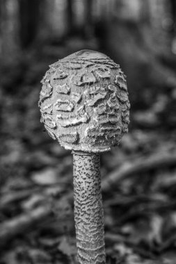 Ormanda siyah beyaz mantar