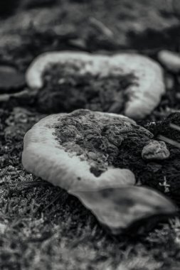 Ormanda beyaz mantarlar