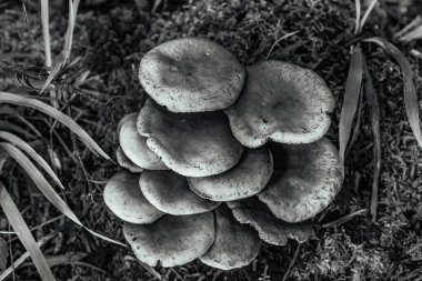 Mantar bir şube büyüyor