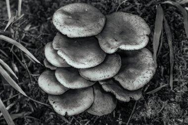 bir ağacın siyah beyaz fotoğrafı