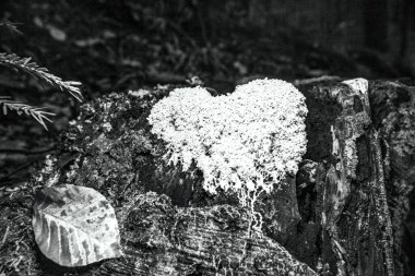 Ağacın güzel kalbi