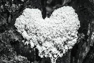 Yerde kalp şeklinde ağaç var.