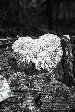 Kırık kalpli bir ağacın yakın çekimi.