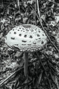 Beyaz bir mantarın dikey yakın çekimi.