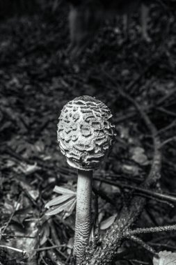 Ormandaki bir mantarın yakın plan çekimi.