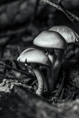 Ağaçtaki mantarlar