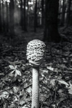 Ağaçtaki mantarın yakın plan fotoğrafı.