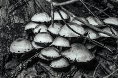 Ormanda bir grup beyaz mantar