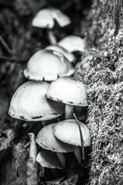 Ormandaki mantarlar.